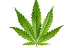 Cannabis-Blatt