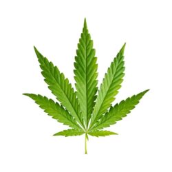 Cannabis-Blatt