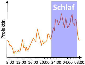 Diagramm von Prolaktin-Werten: Nachts sind sie besonders hoch.