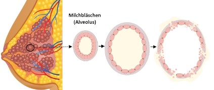 Laktierende Brust mit den Alveolen.